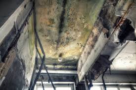 Forensic Mold Investigation in Waynesboro, TN